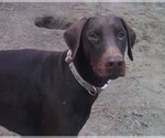 Small Photo #30 Doberman Pinscher Puppy For Sale in PORTLAND, OR, USA