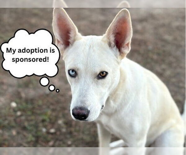 Medium Photo #4 Akita-Siberian Husky Mix Puppy For Sale in Santa Cruz, CA, USA