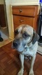 Small Photo #1 American Bandogge mastiff Puppy For Sale in CLINTON, MD, USA
