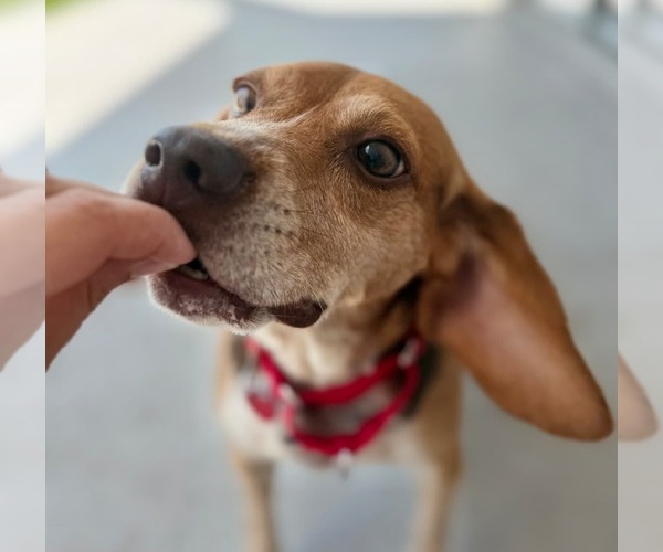 Medium Photo #13 Beagle Puppy For Sale in Dunnellon, FL, USA