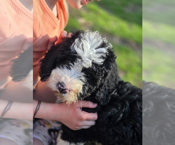 Medium Photo #1 Bernedoodle Puppy For Sale in GREENWOOD, IN, USA