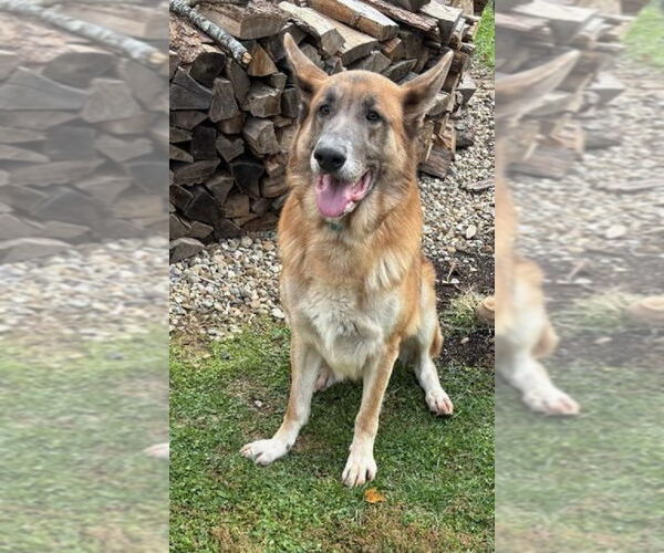 Medium Photo #2 German Shepherd Dog Puppy For Sale in Rootstown, OH, USA