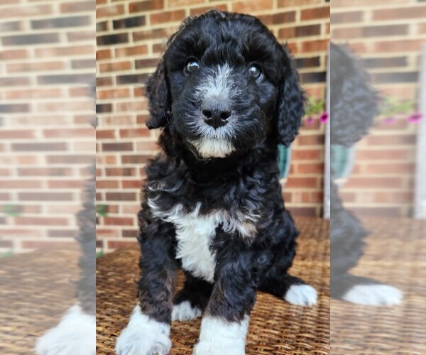 Medium Photo #3 Aussiedoodle Puppy For Sale in COLUMBIA, TN, USA