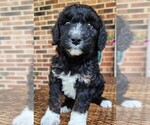 Small #2 Aussiedoodle