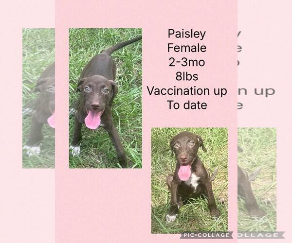Medium Photo #6 Chocolate Labrador retriever-Whippet Mix Puppy For Sale in Virginia Beach, VA, USA