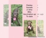 Small #5 Chocolate Labrador retriever-Whippet Mix