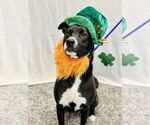 Small #3 Border Collie Mix