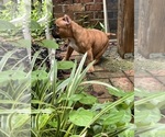 Small #11 American Bully