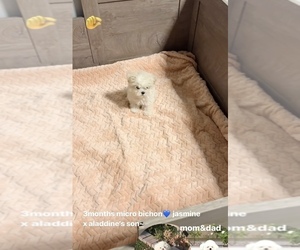 Bichon Frise Puppy for sale in EASTVALE, CA, USA