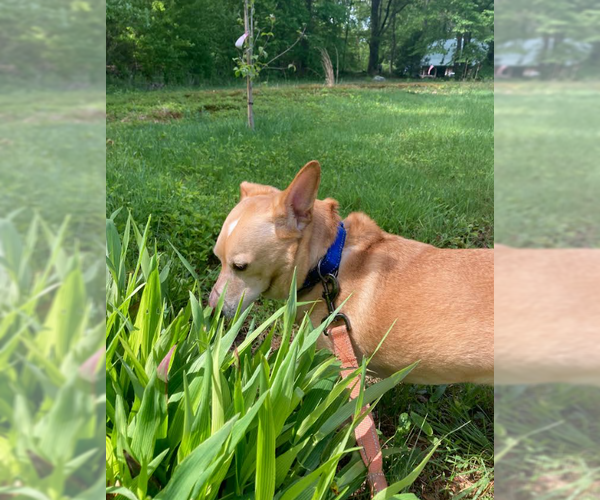 Medium Photo #4 Chiweenie Puppy For Sale in Cranston, RI, USA