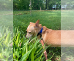 Small #3 Chiweenie