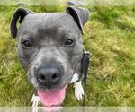 Small #1 American Pit Bull Terrier