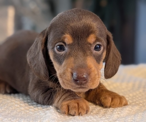 Medium Photo #6 Dachshund Puppy For Sale in GOSHEN, IN, USA