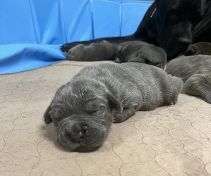 Cane Corso Puppy for sale in HOMESTEAD, FL, USA