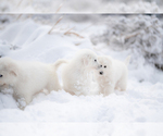 Small #14 Maremma Sheepdog