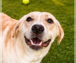 Small Labrador Retriever Mix