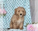 Small Photo #5 Cavapoo Puppy For Sale in RISING SUN, MD, USA