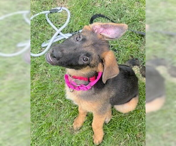 Medium Photo #1 German Shepherd Dog Puppy For Sale in Kansas City, MO, USA