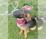 Small German Shepherd Dog