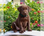 Small Photo #7 Labrador Retriever Puppy For Sale in LEBANON, PA, USA