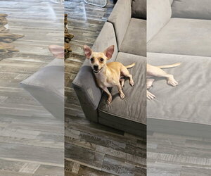 Chihuahua-Unknown Mix Dogs for adoption in Oakhurst, NJ, USA