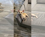 Brunie - Male Chihuahua-Unknown Mix Dog for Adoption - Small photo
