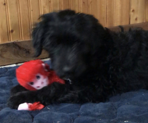 Goldendoodle Puppy for sale in FINLAYSON, MN, USA