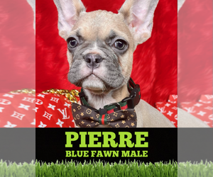 French Bulldog Puppy for sale in HEATHROW, FL, USA