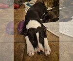 Small #9 Border Collie Mix