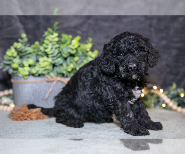Medium Photo #13 Poodle (Miniature) Puppy For Sale in WOLCOTTVILLE, IN, USA
