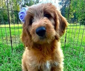 Goldendoodle (Miniature) Puppy for sale in MIDDLEBURG, FL, USA