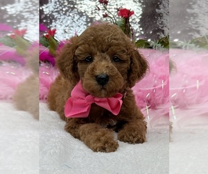 Poodle (Miniature) Puppy for sale in BULLARD, TX, USA