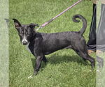 Small #3 Border Collie Mix