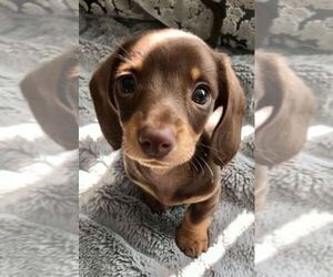 Dachshund Puppy for sale in Manchester, Greater Manchester (England), United Kingdom