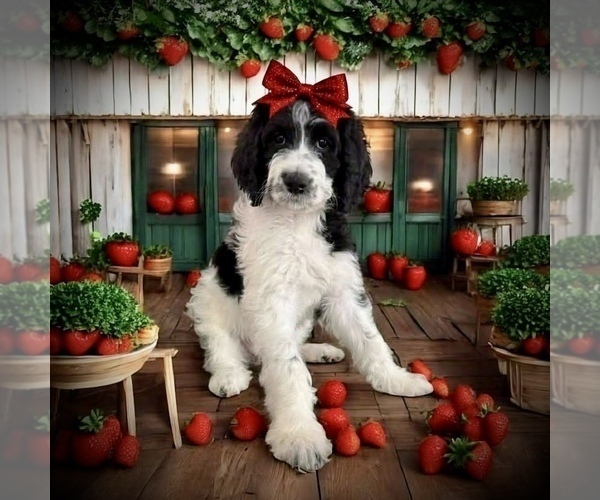Medium Photo #1 Bernedoodle Puppy For Sale in MENIFEE, CA, USA