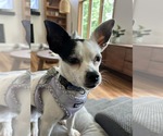 Small Chihuahua