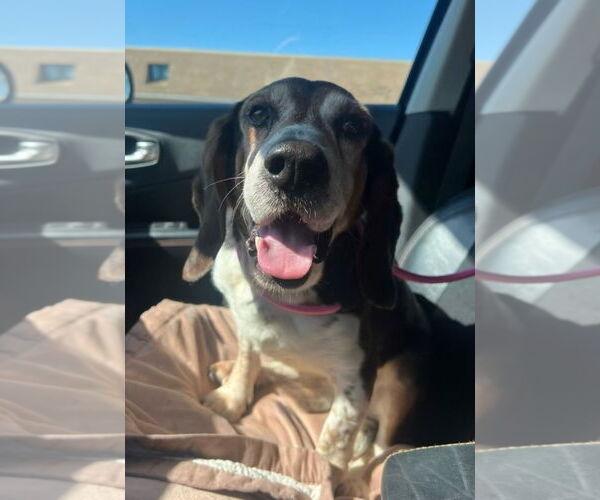 Medium Photo #2 Bagle Hound Puppy For Sale in Brookville, OH, USA