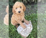 Small #3 Cockapoo (Miniature)