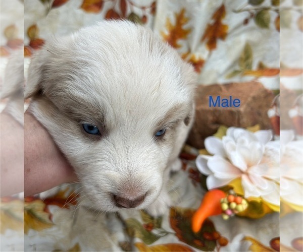 Medium Photo #2 Australian Shepherd Puppy For Sale in COTOPAXI, CO, USA