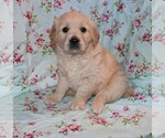 Small English Cream Golden Retriever