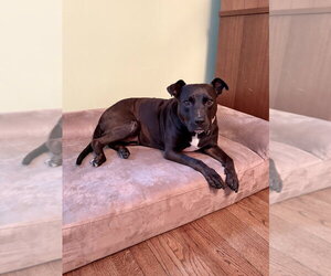 Staffordshire Bull Terrier-Unknown Mix Dogs for adoption in Brewster, NY, USA