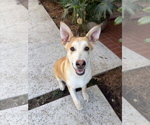 Gerberian Shepsky Dogs for adoption in The Woodlands, TX, USA