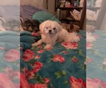 Small #7 Shorkie Tzu