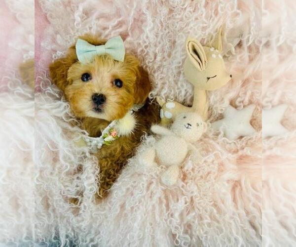 Medium Photo #1 Poodle (Toy) Puppy For Sale in DEAL, NJ, USA