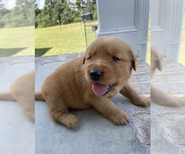 Medium Photo #1 Golden Retriever Puppy For Sale in IDER, AL, USA