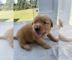 Small Photo #1 Golden Retriever Puppy For Sale in IDER, AL, USA