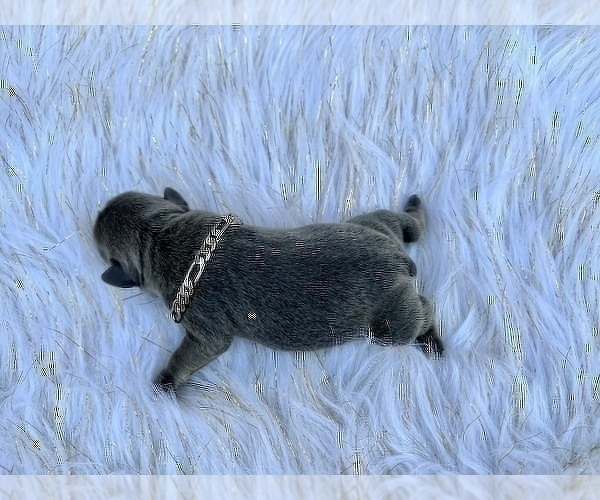 Medium Photo #44 French Bulldog Puppy For Sale in HAYWARD, CA, USA