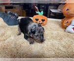 Small #4 Miniature Pinscher