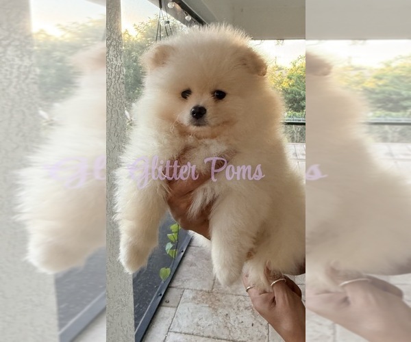Medium Photo #1 Pomeranian Puppy For Sale in LEHIGH ACRES, FL, USA