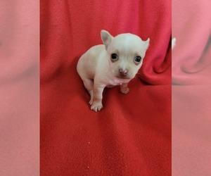 Chihuahua Puppy for sale in DUBUQUE, IA, USA
